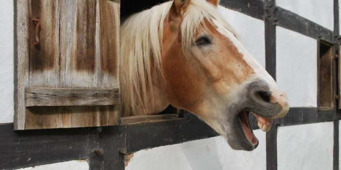 Spiltan betyder egentligen ett bås för hästar i ett stall.