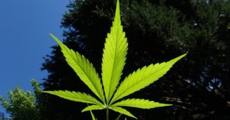 Cannabis och marijuana börjar numera legaliseras i allt fler länder och det väcker intresset bland investerare som vill vara en del av den kommande tillväxten.
