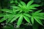 Den kemiska beteckningen för CBD, den icke-psykoaktiva beståndsdelen i cannabisplantan som många cannabisaktier/företag bygger på.